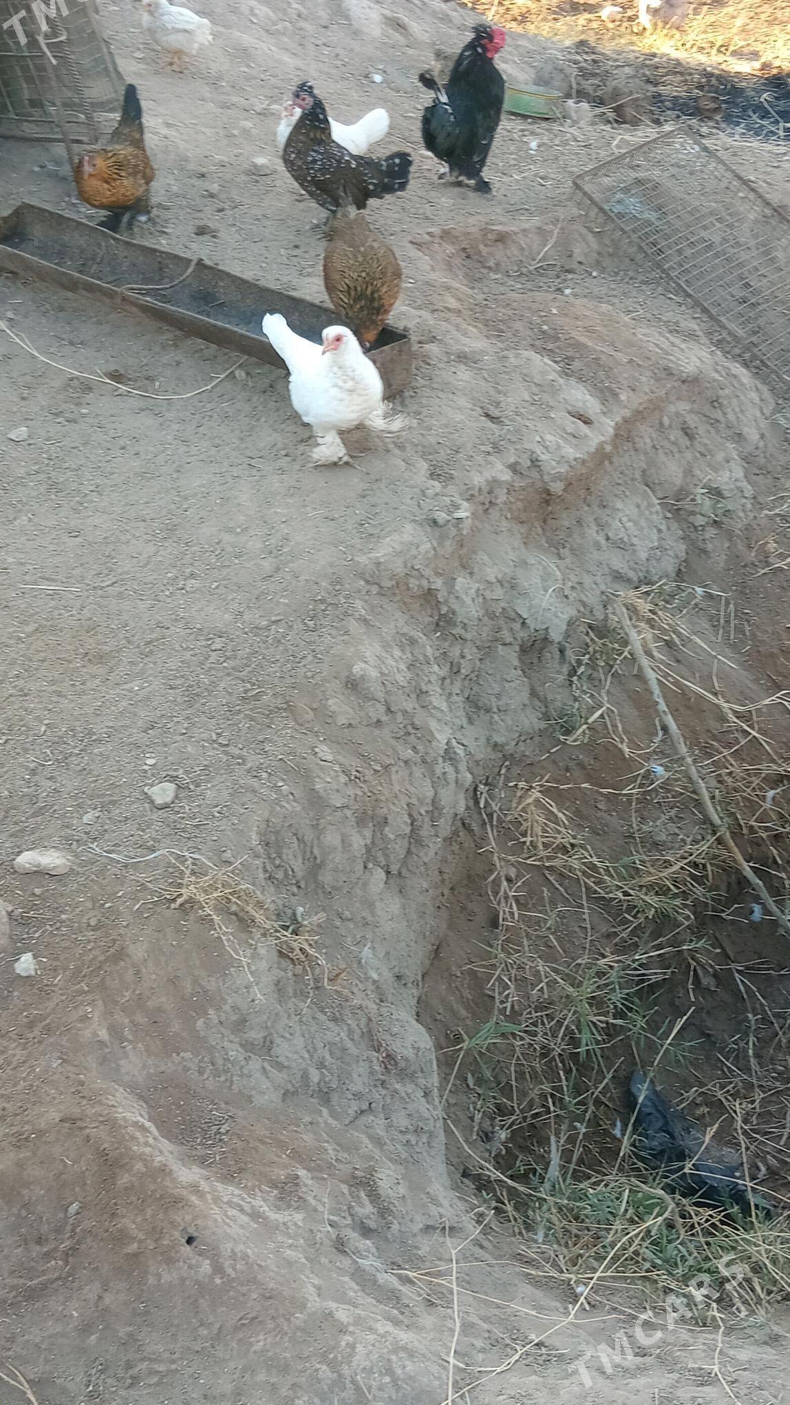 karlikler - Туркменабат - img 4