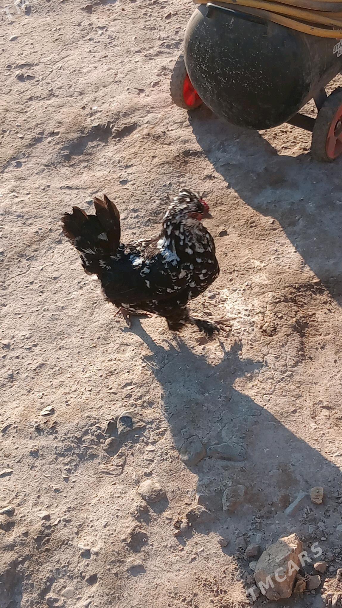 karlikler - Туркменабат - img 10