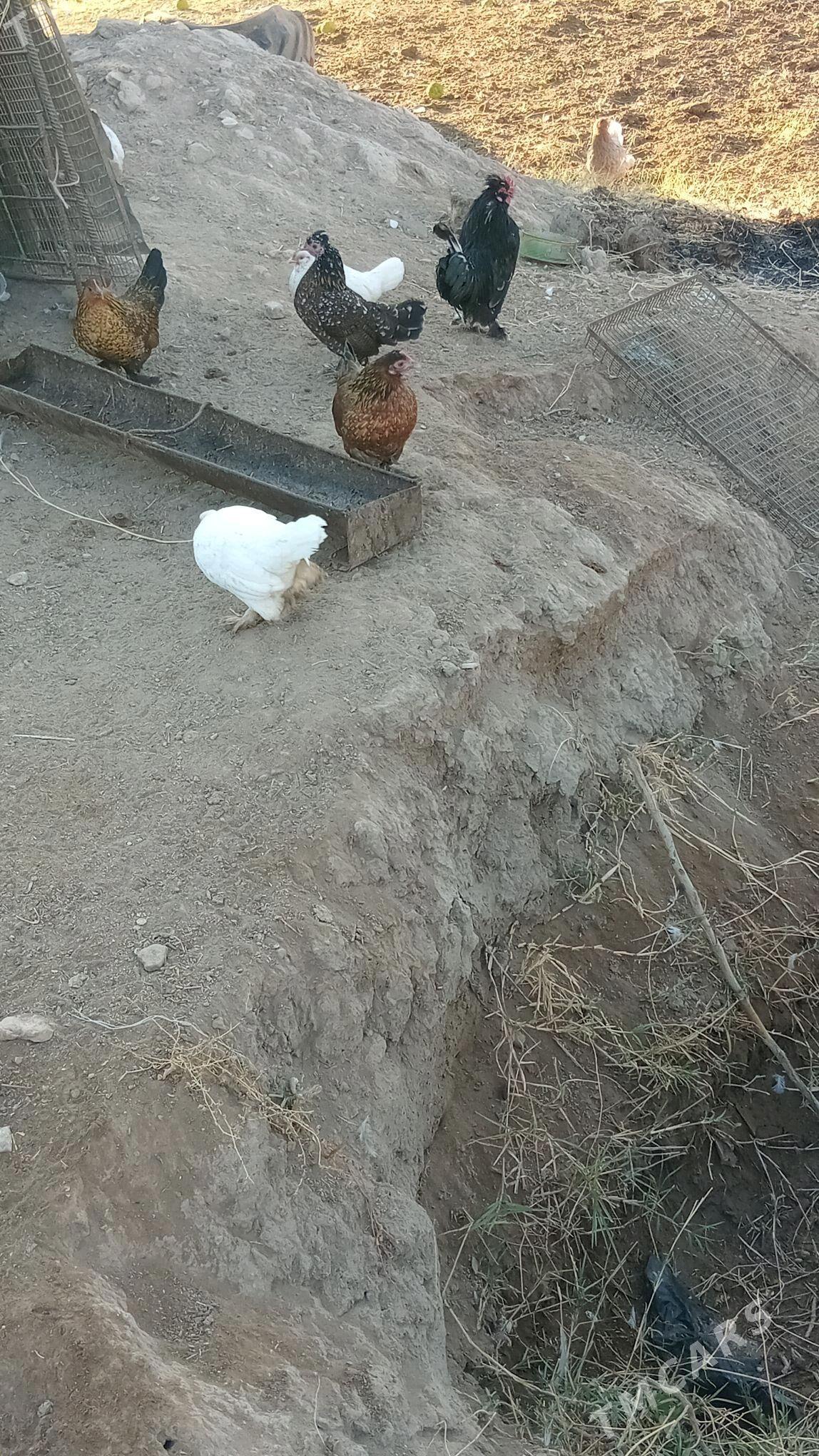 karlikler - Туркменабат - img 3