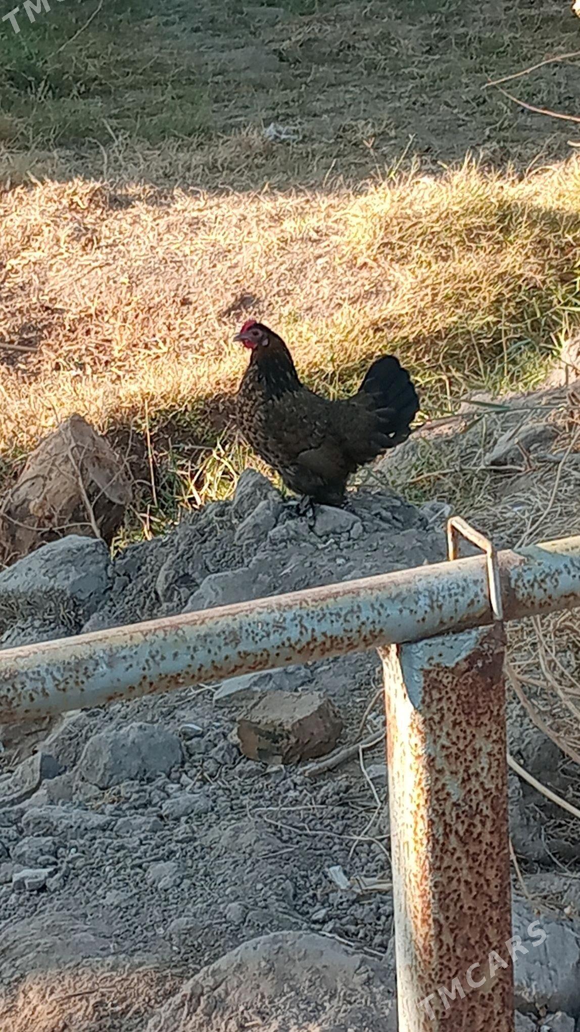 karlikler - Туркменабат - img 6