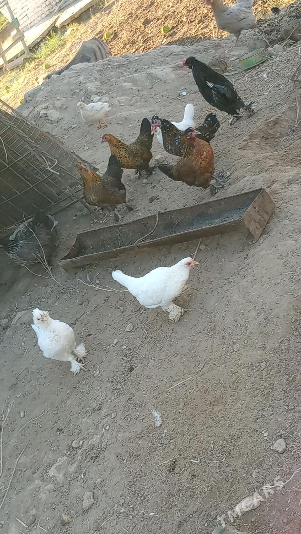 karlikler - Туркменабат - img 7