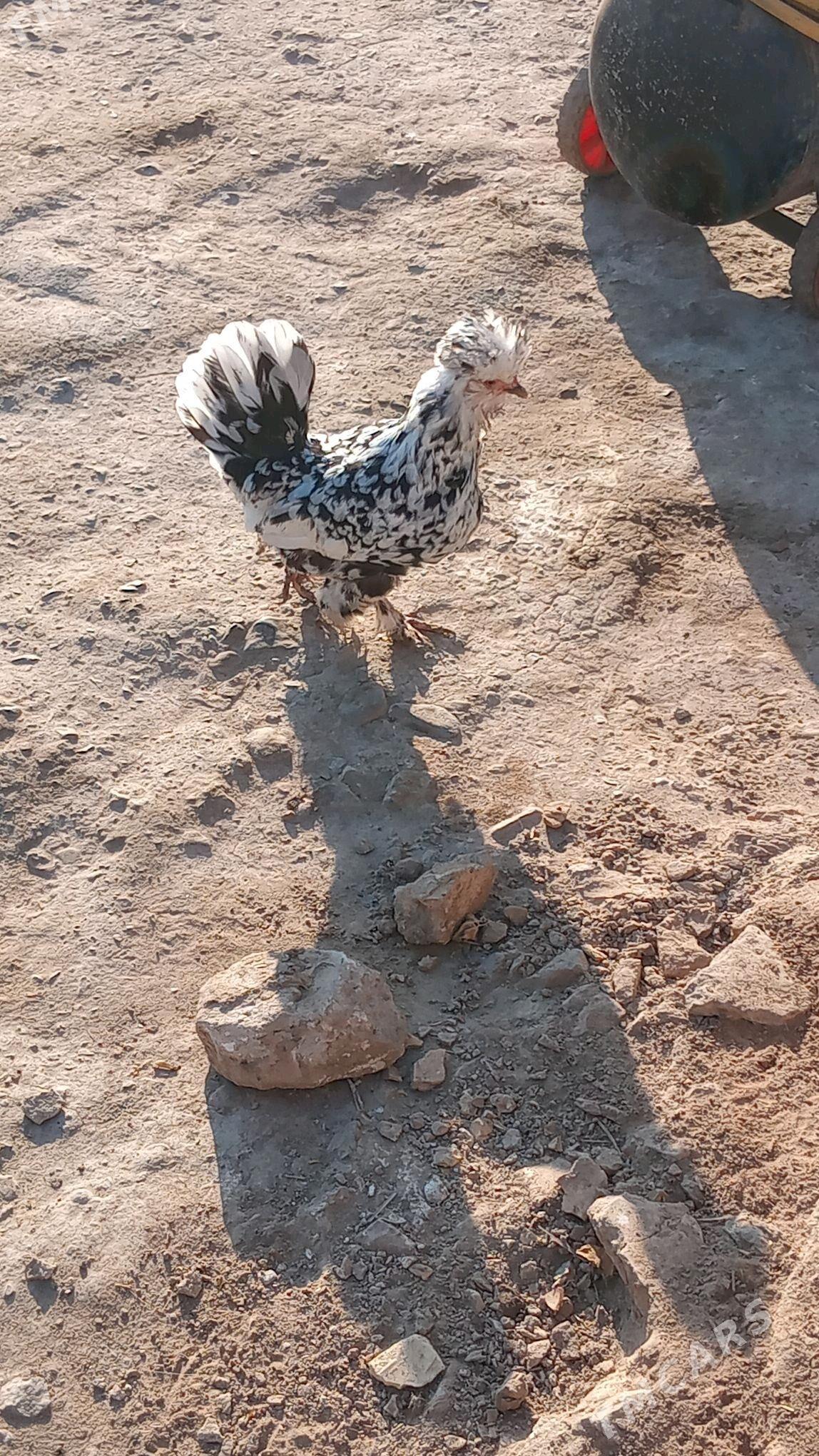 karlikler - Туркменабат - img 9