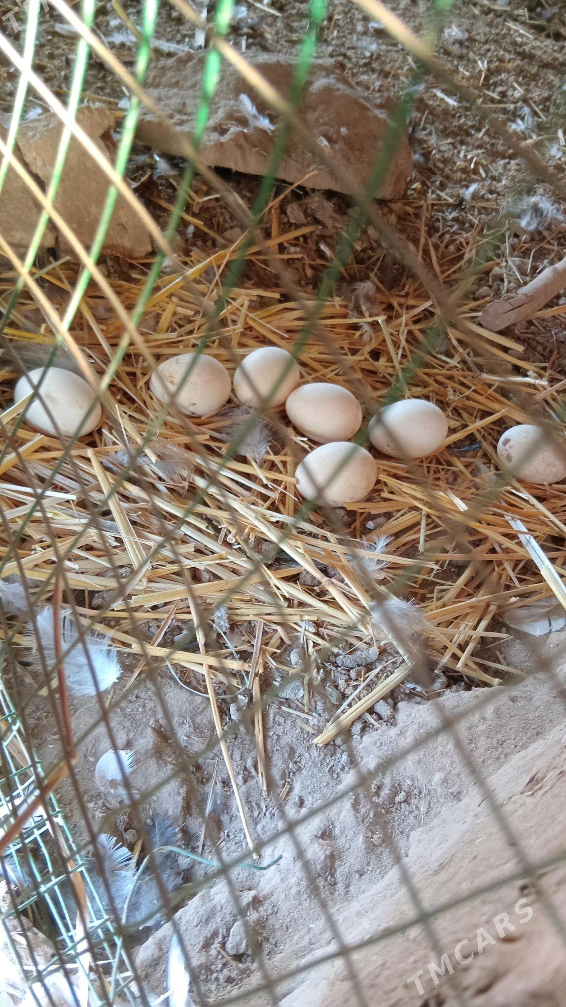 karlikler - Туркменабат - img 2