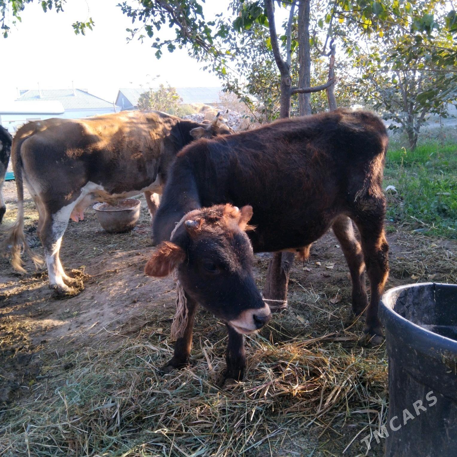 Galeşdeÿin Sygyr - Gökdepe - img 5