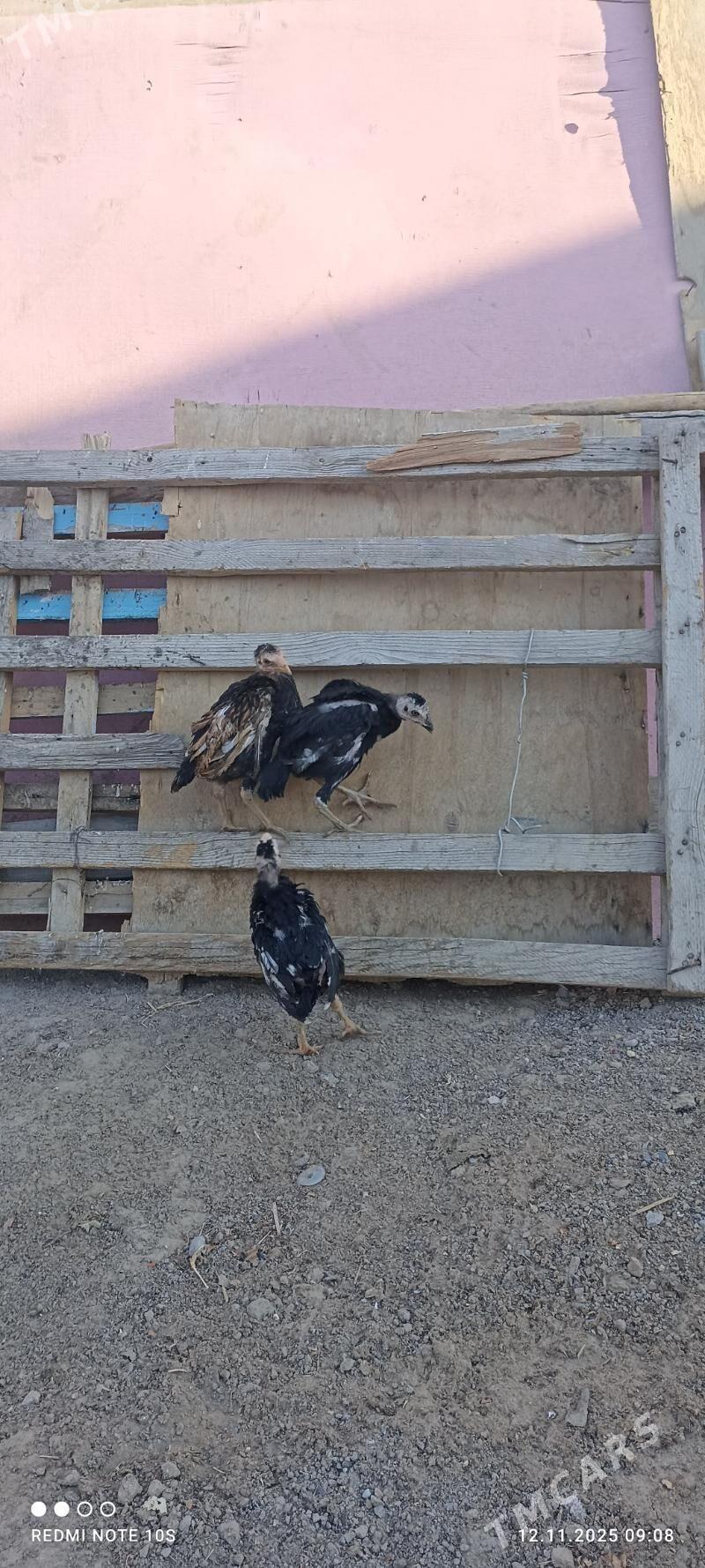 tasgent juje - Aşgabat - img 3