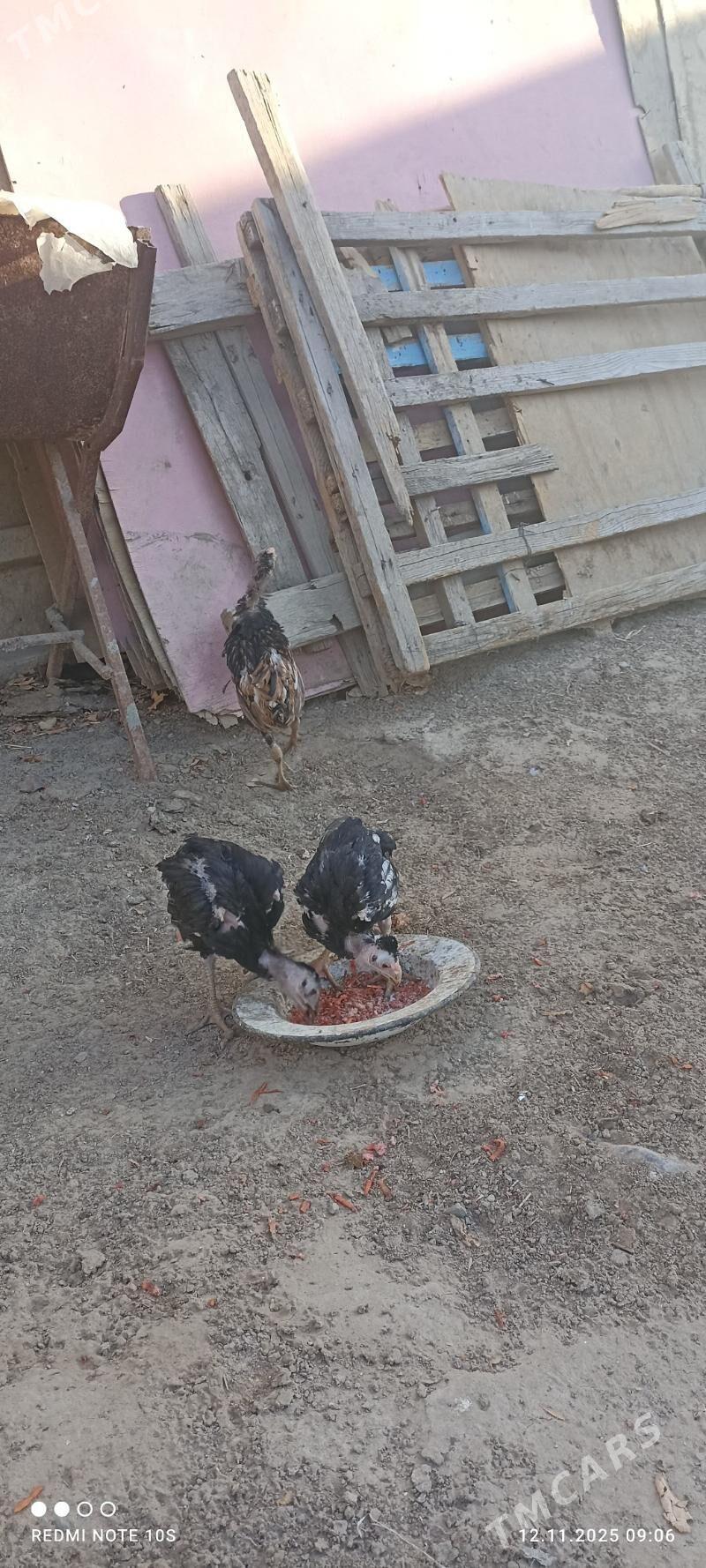 tasgent juje - Aşgabat - img 8