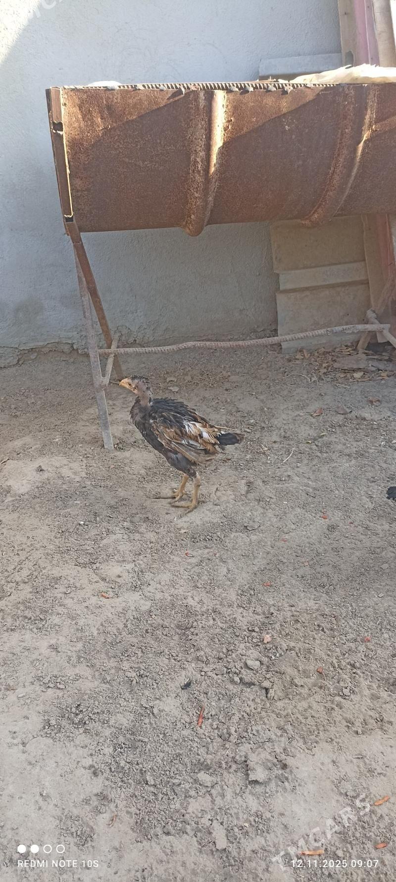 tasgent juje - Aşgabat - img 6