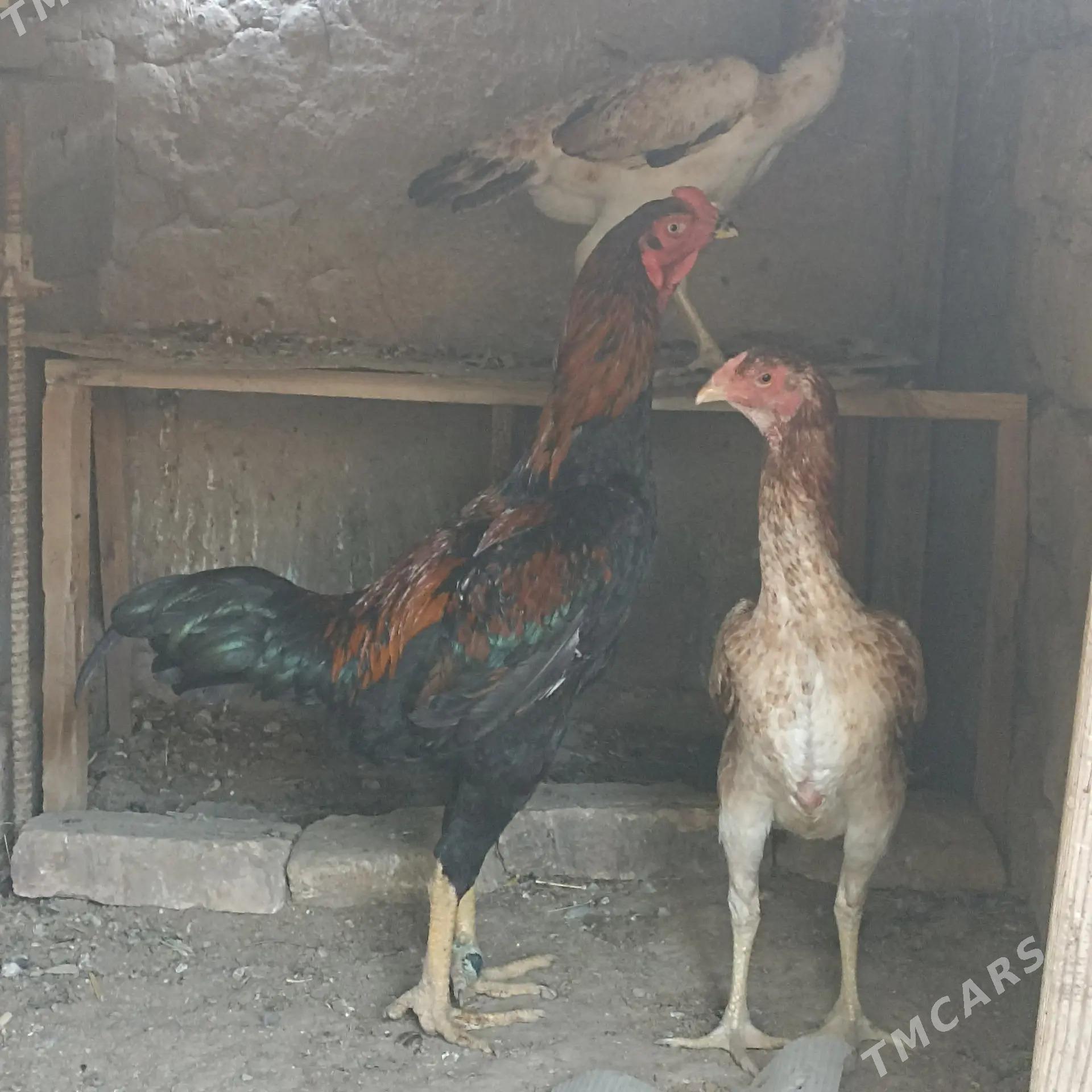 tasgent juje - Aşgabat - img 9