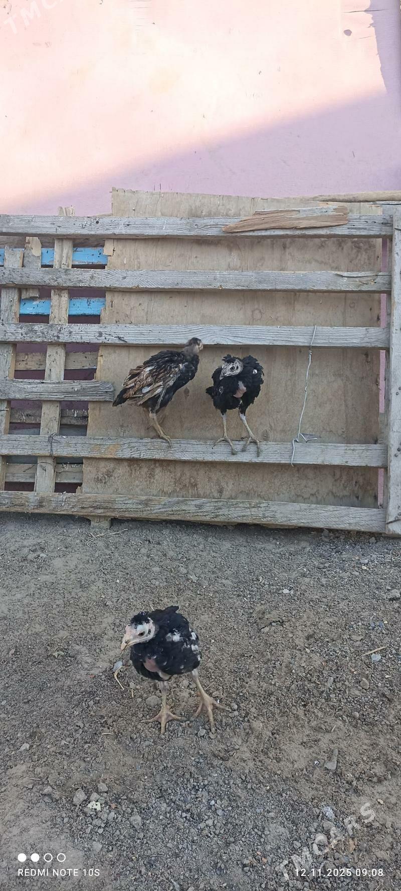 tasgent juje - Aşgabat - img 2