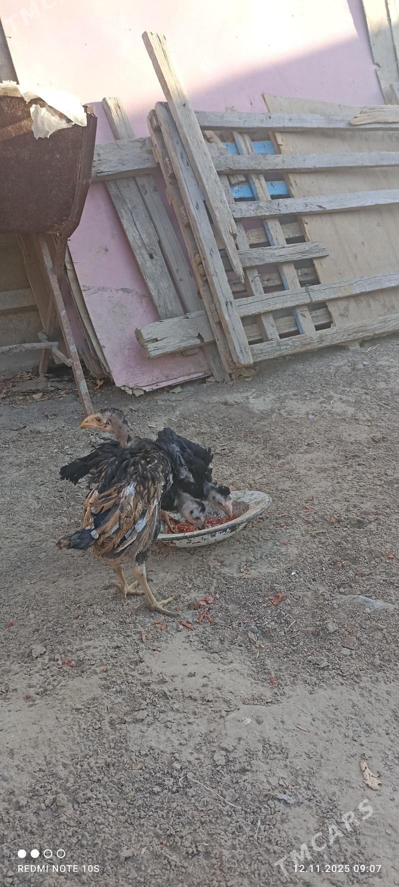 tasgent juje - Aşgabat - img 5