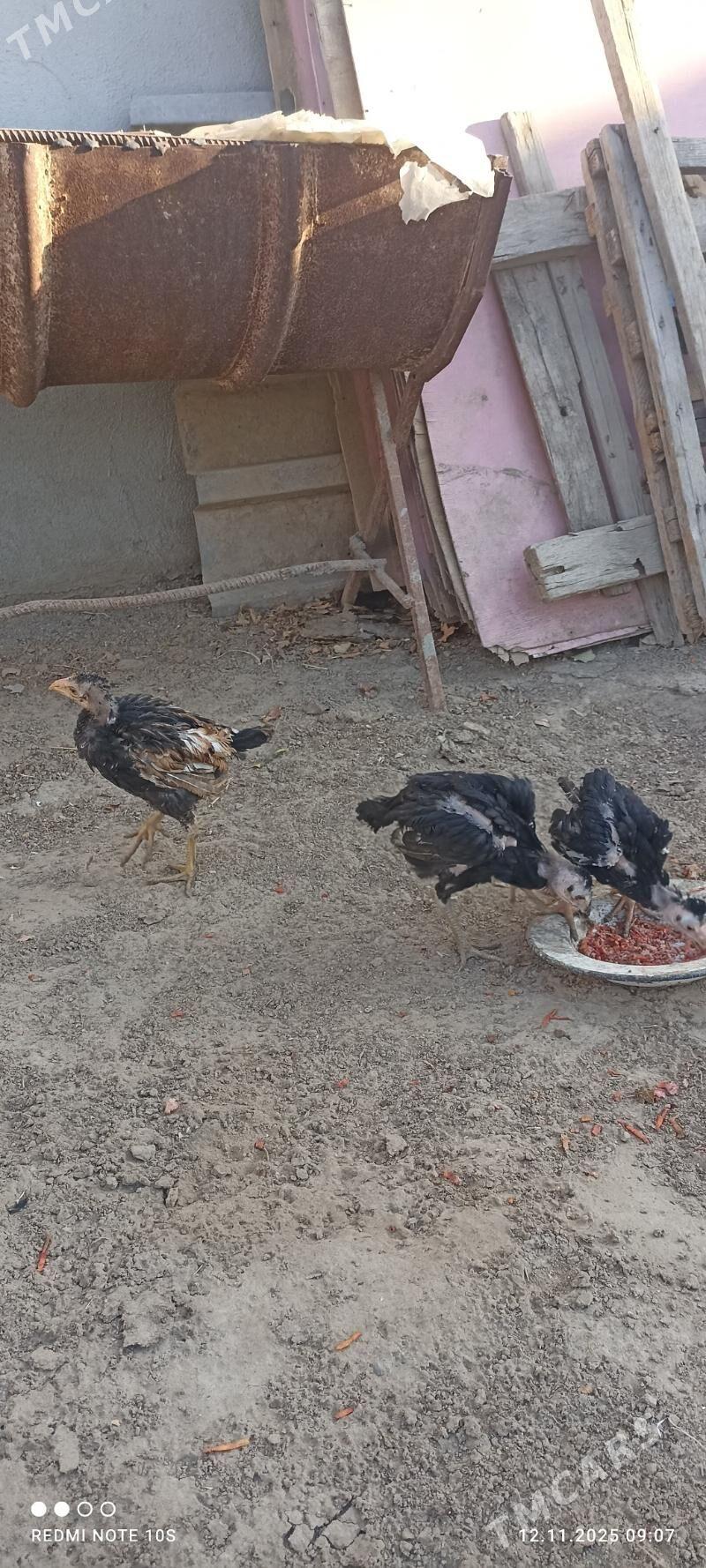 tasgent juje - Aşgabat - img 7