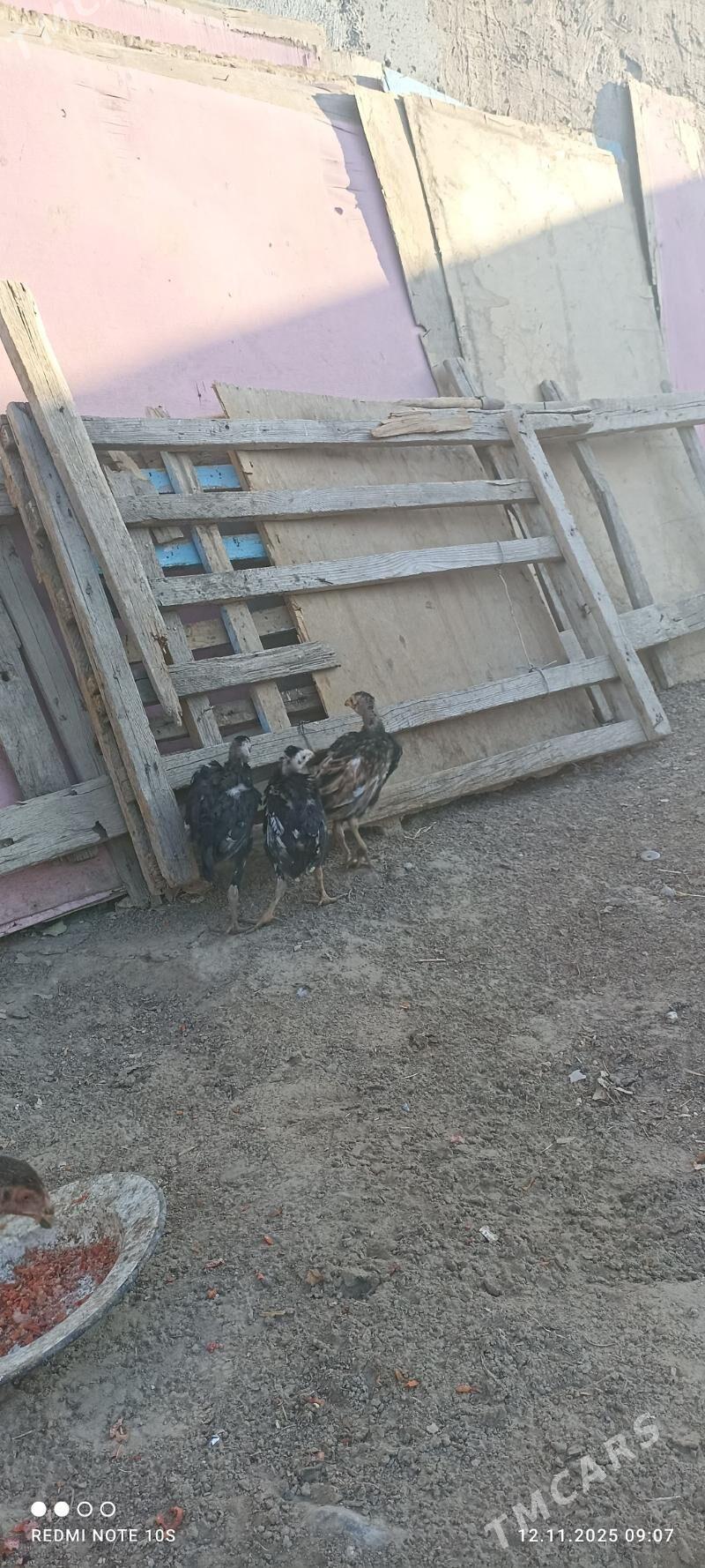 tasgent juje - Aşgabat - img 4