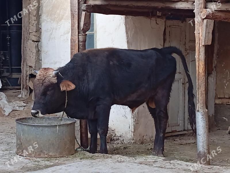 öküz - Hitrowka - img 2