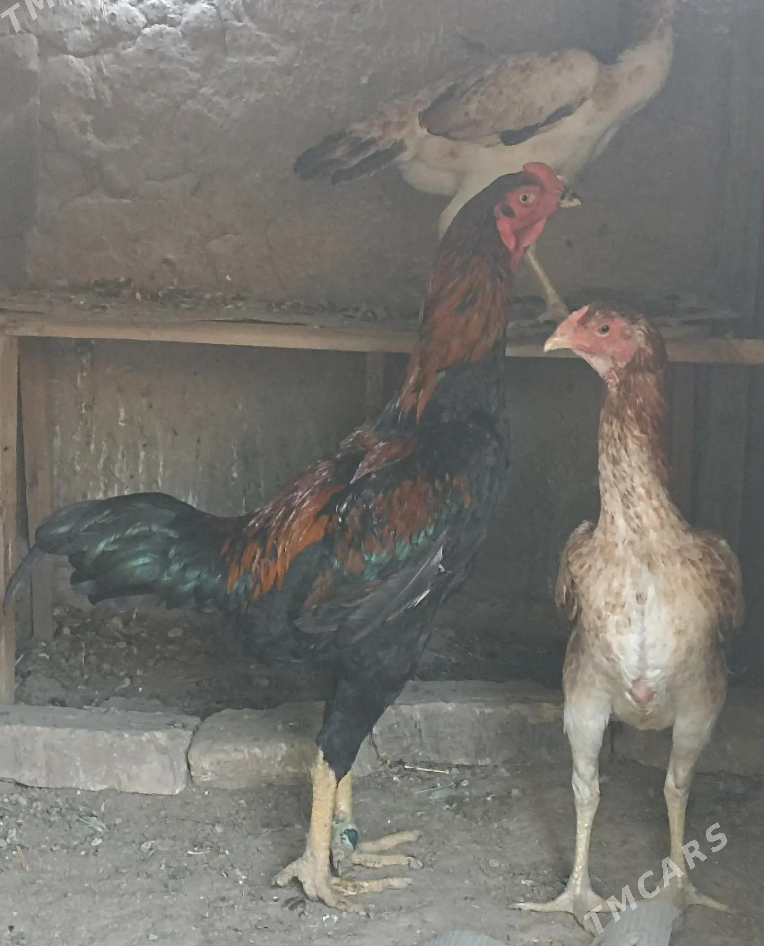 tasgent juje - Aşgabat - img 10