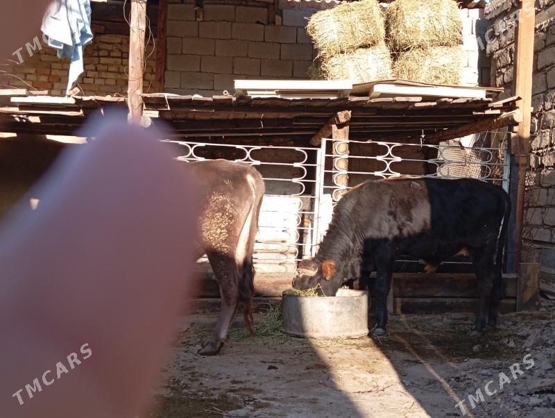 öküz - Hitrowka - img 1