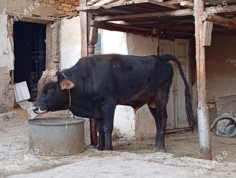 öküz - Hitrowka - img 3