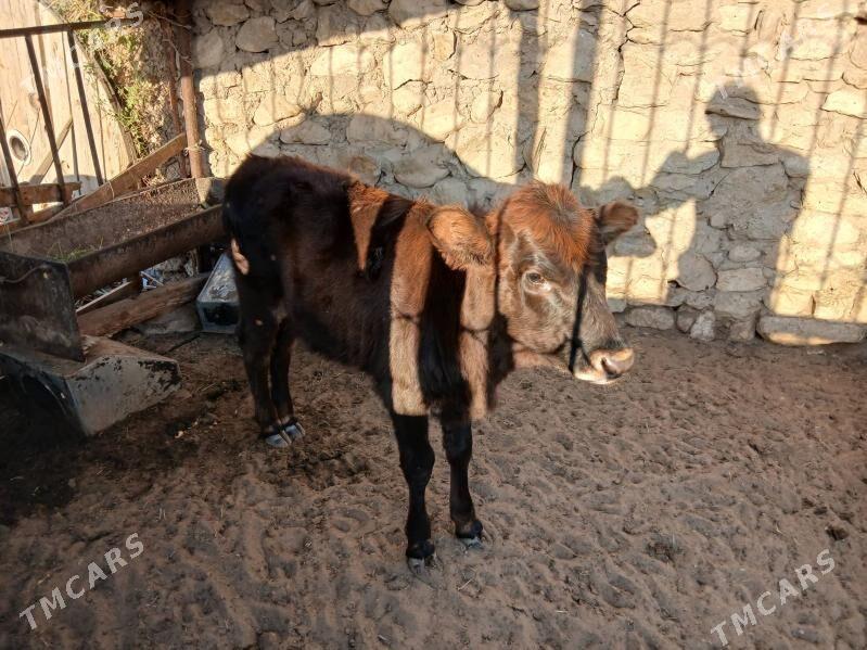 gacar - Balkanabat - img 3