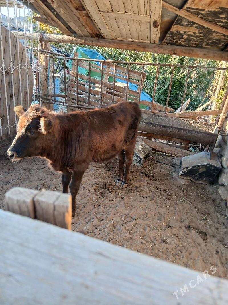 gacar - Balkanabat - img 2