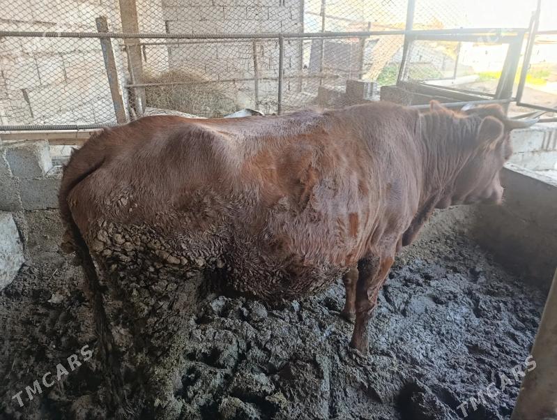 sygyr - Bagyr - img 2