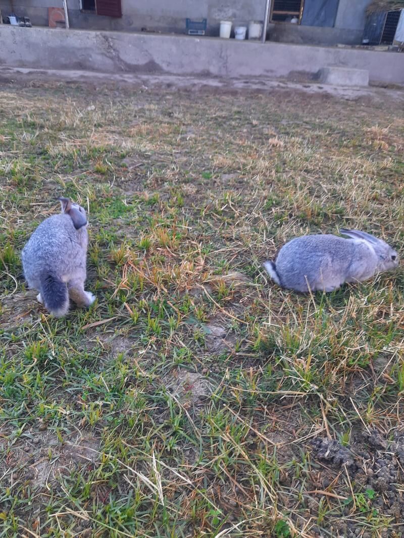 великан еркек и ургачы - Туркменабат - img 2