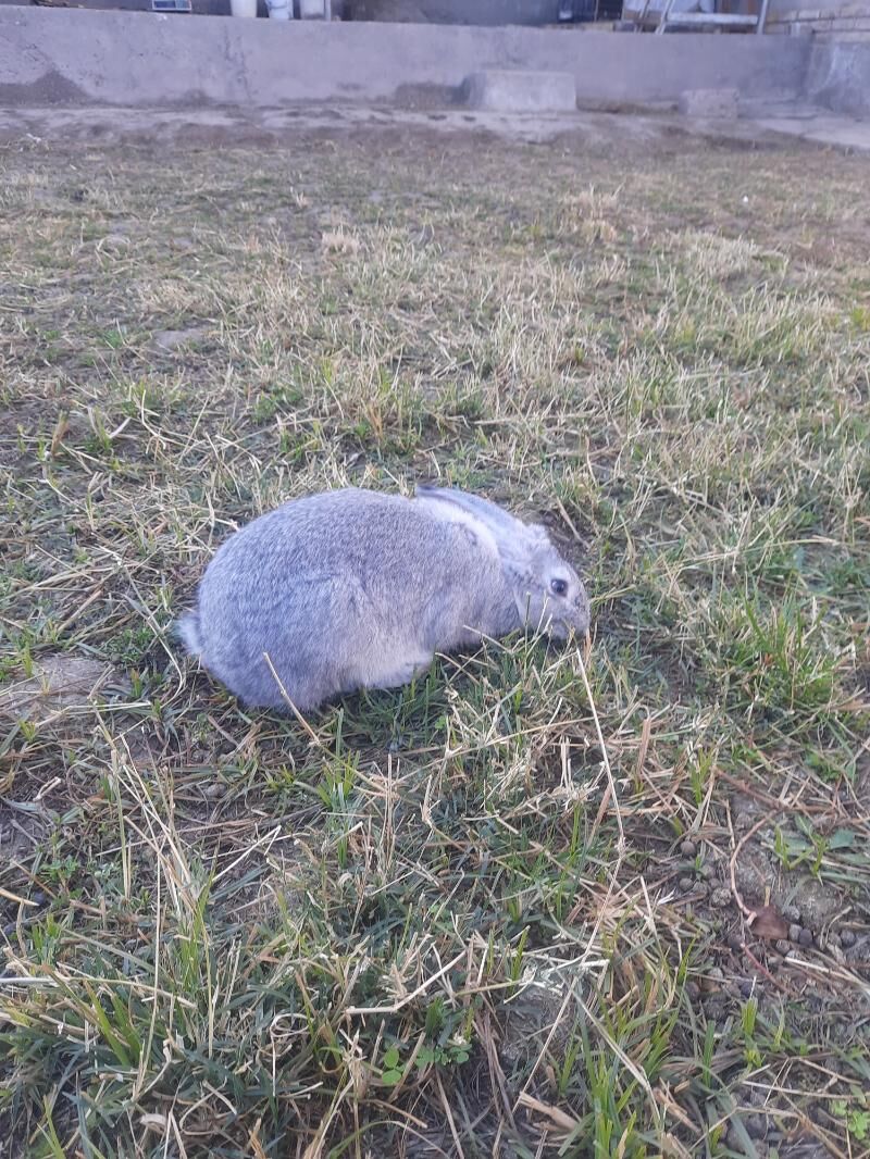 великан еркек и ургачы - Туркменабат - img 1