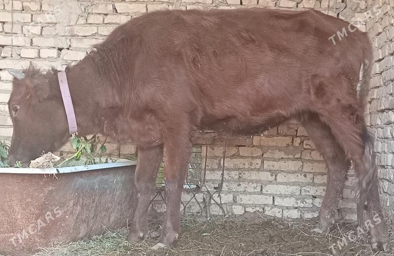 Unajyn - Чарджоу - img 2