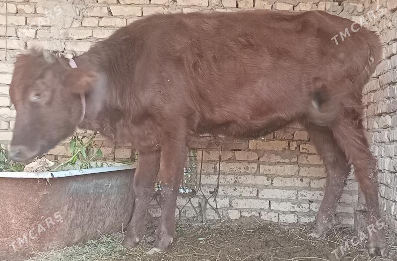 Unajyn - Чарджоу - img 3