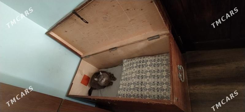 сундук деревянный ссср - Ашхабад - img 1