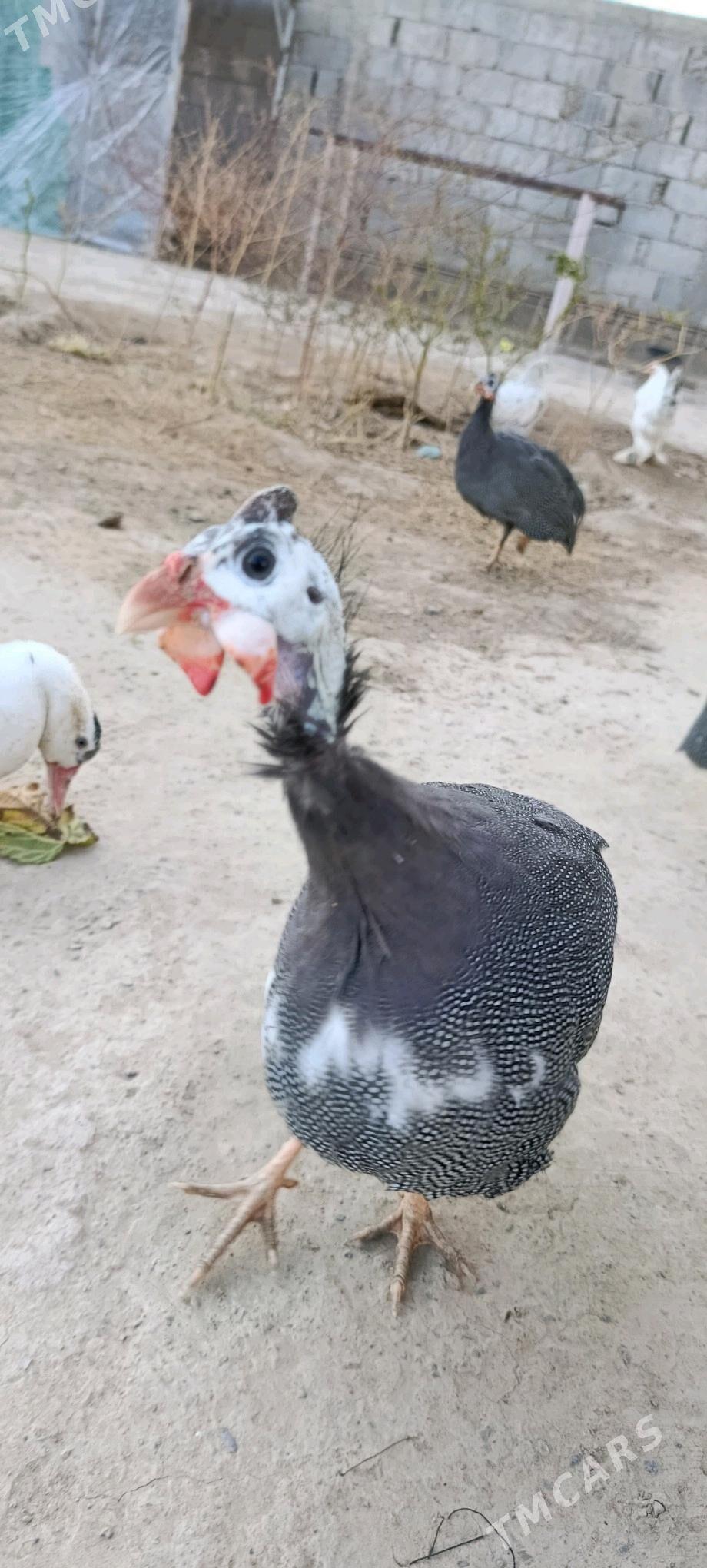 sisarka käkilik - Aşgabat - img 4