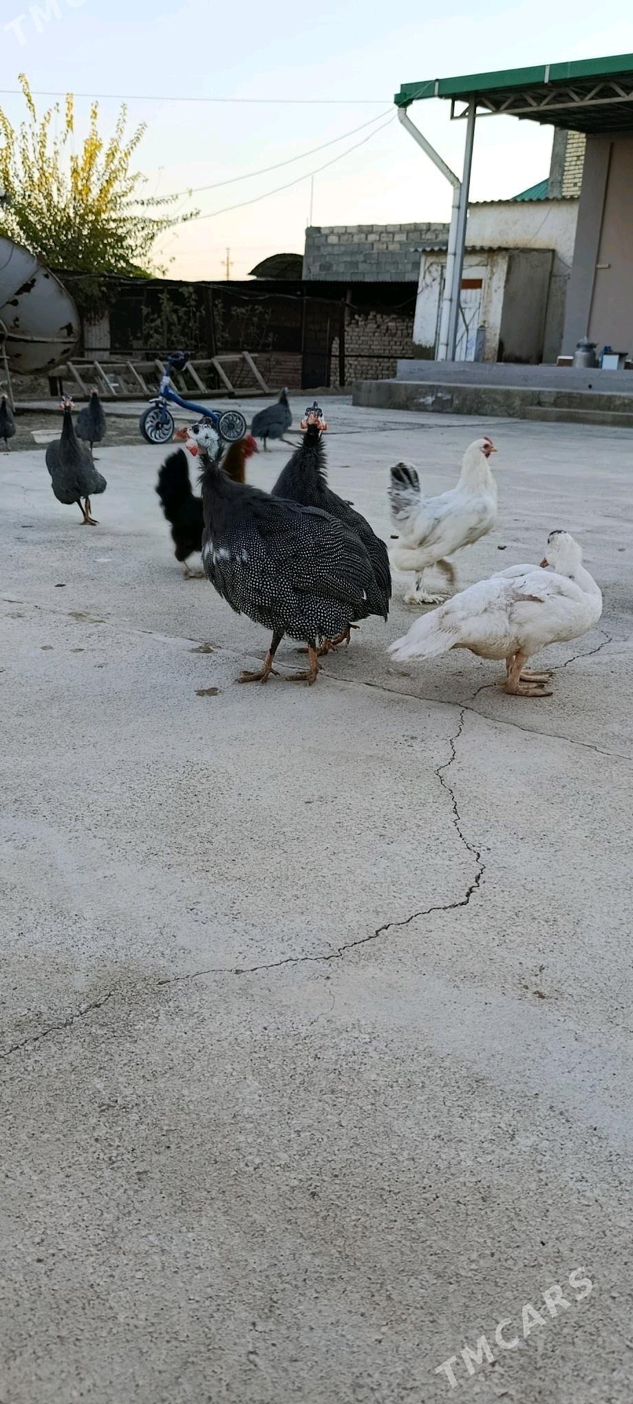 sisarka käkilik - Aşgabat - img 2