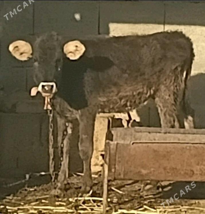 tuwe - Bäherden - img 2