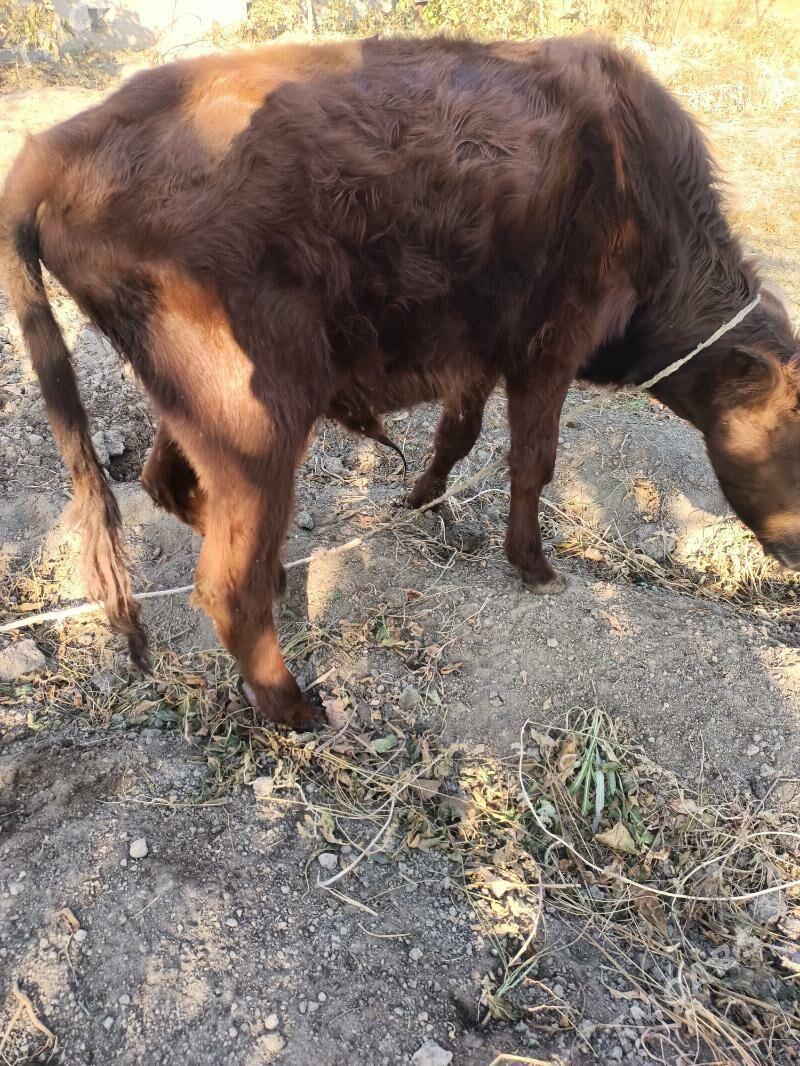 öküz - Чарджоу - img 3