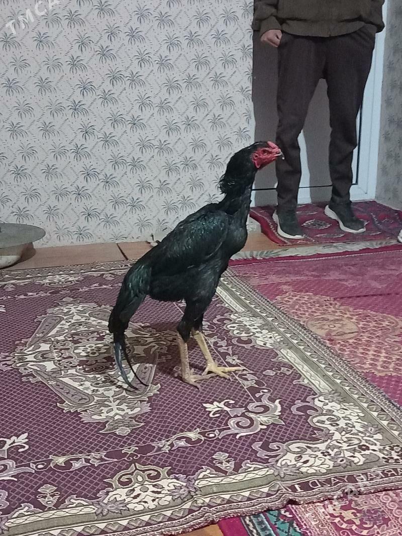 horoz - Джебел - img 2