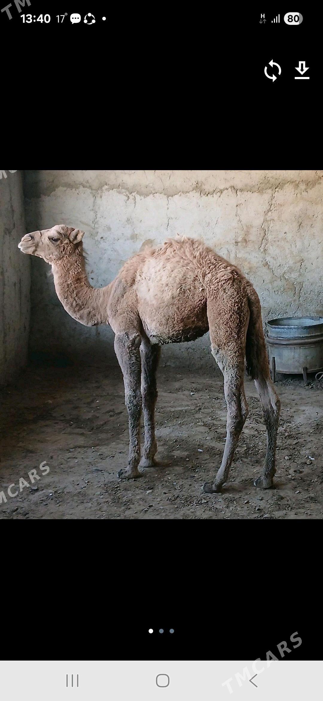 torum - Гызыларбат - img 3