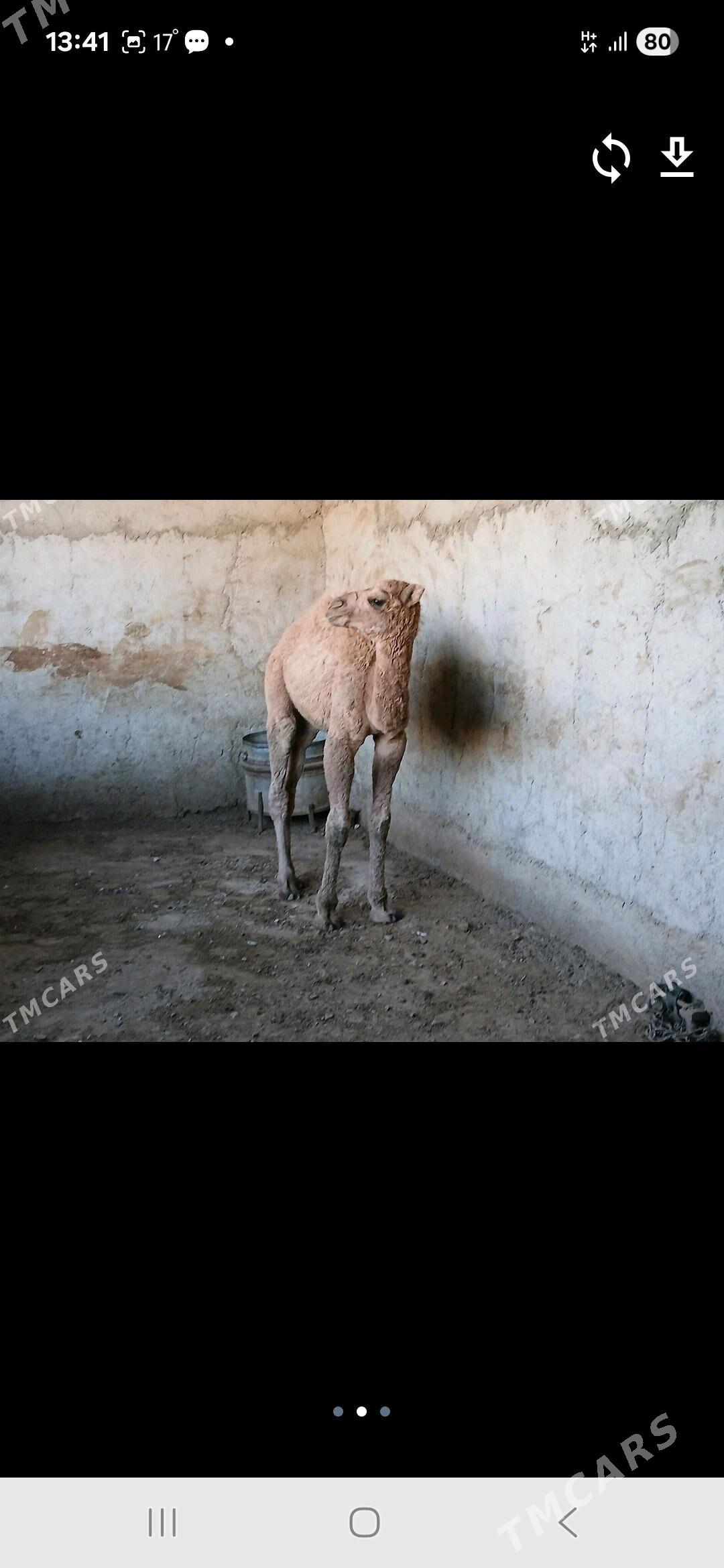 torum - Гызыларбат - img 2