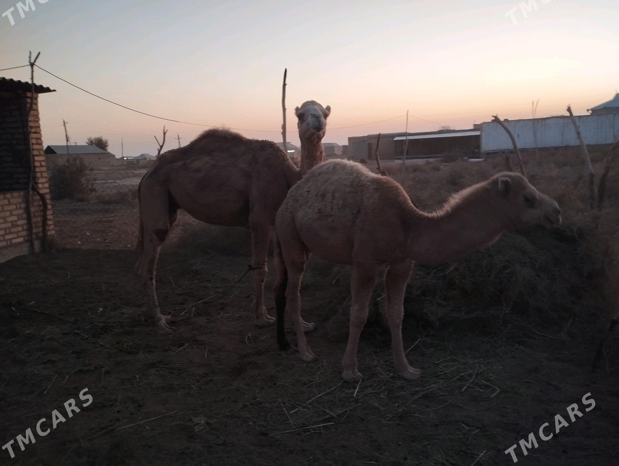 Düýe köşekli - Sarahs - img 1