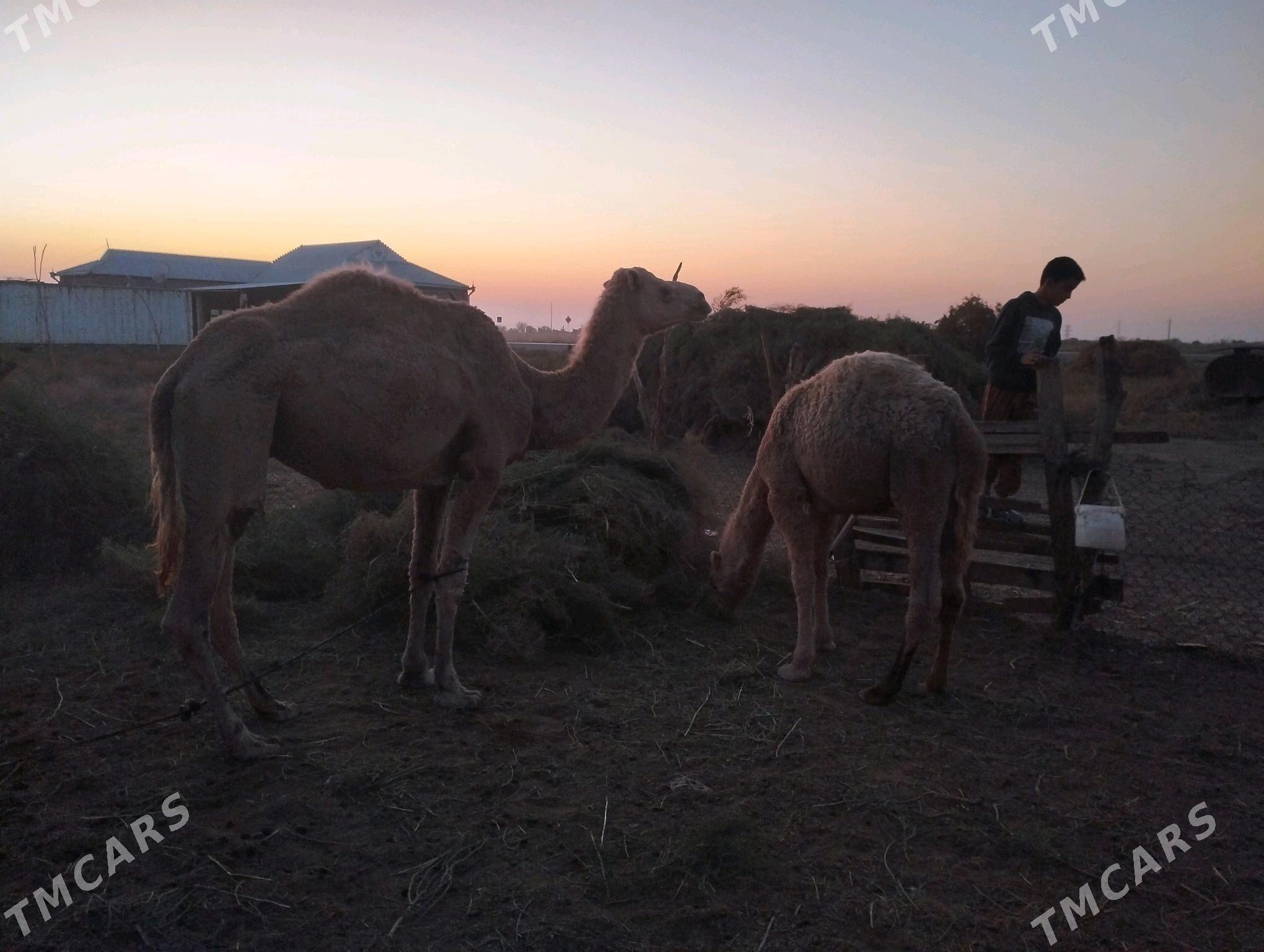 Düýe köşekli - Sarahs - img 2