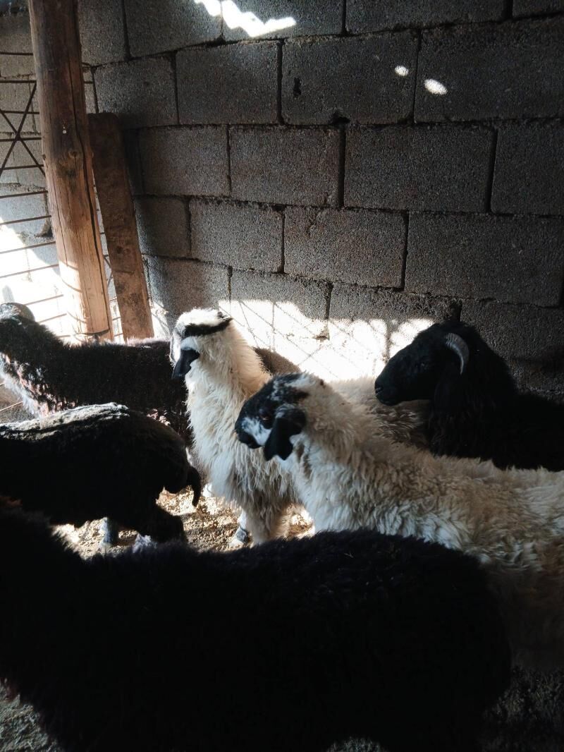 Goyun Garkol - Garadamak Şor - img 9