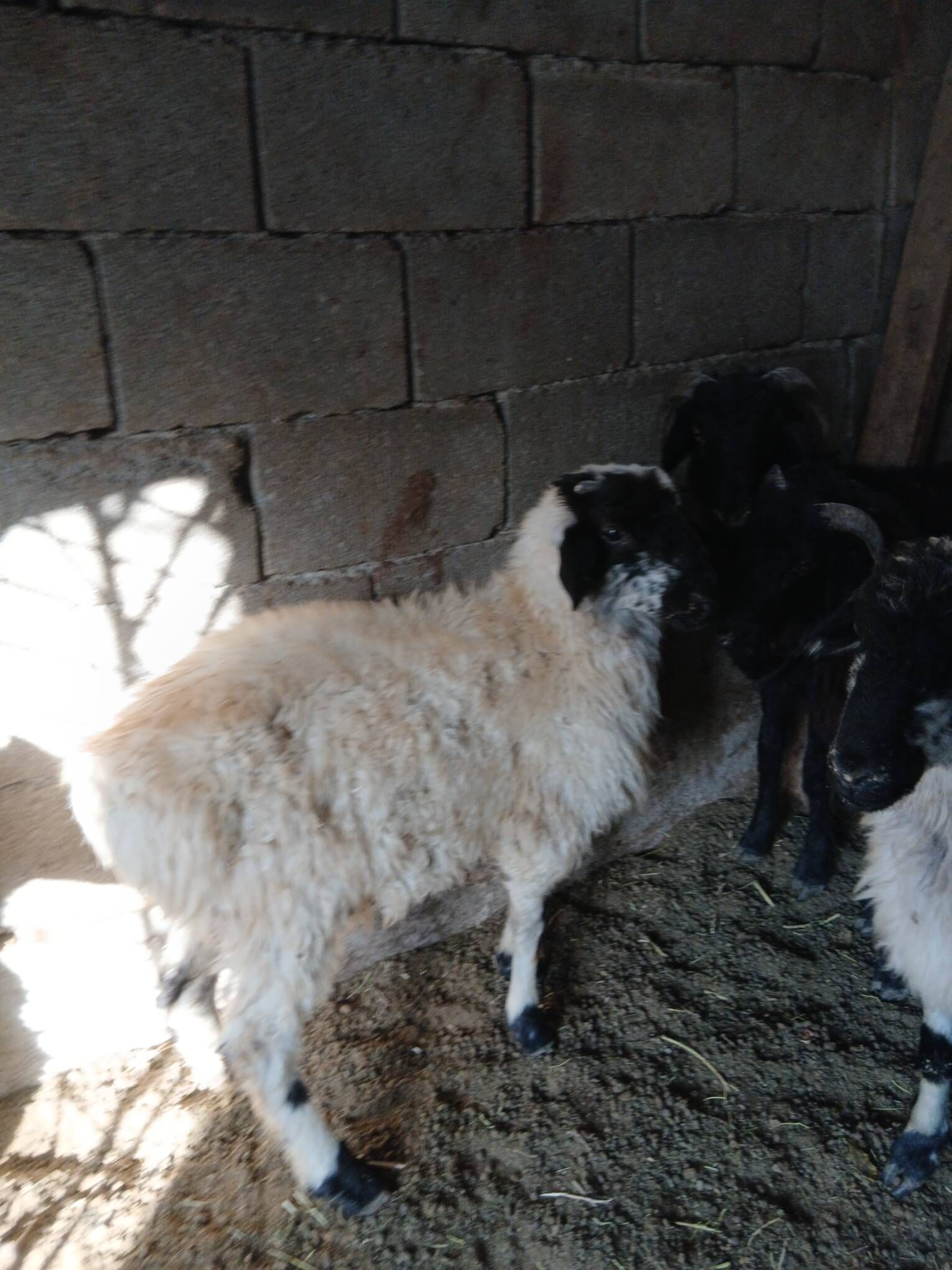 Goyun Garkol - Garadamak Şor - img 7