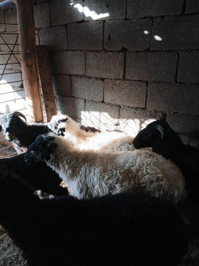 Goyun Garkol - Garadamak Şor - img 5