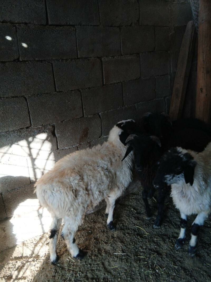 Goyun Garkol - Garadamak Şor - img 10