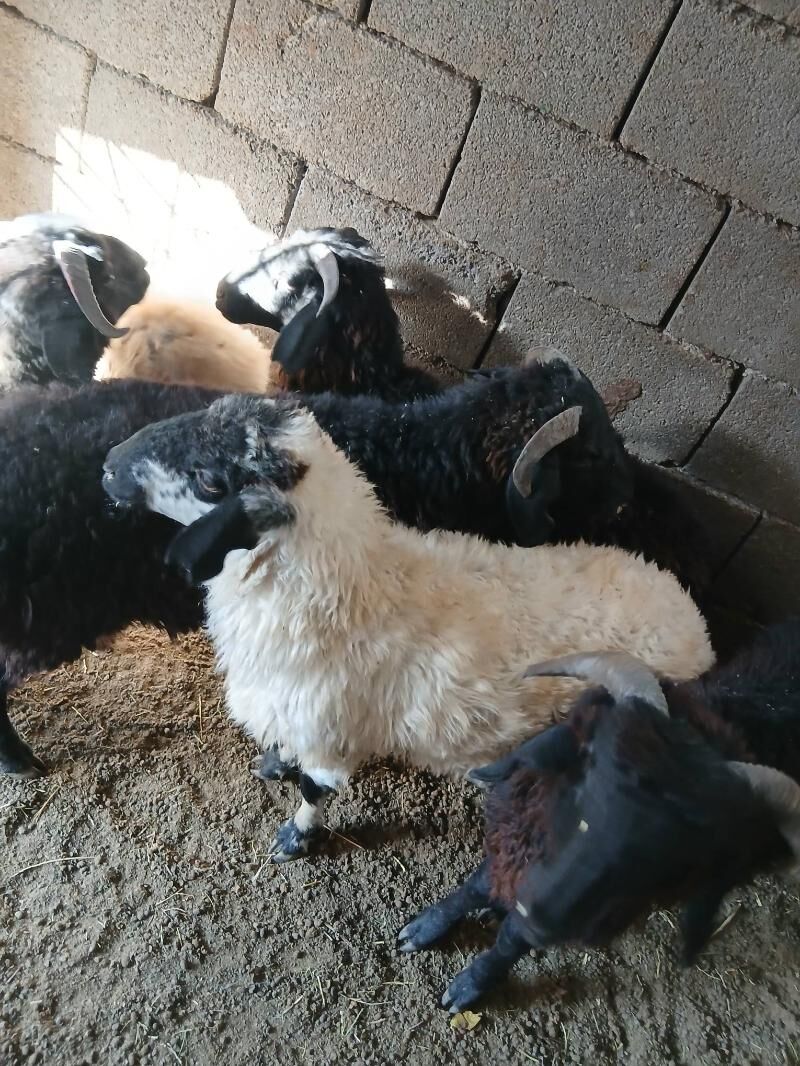 Goyun Garkol - Garadamak Şor - img 2