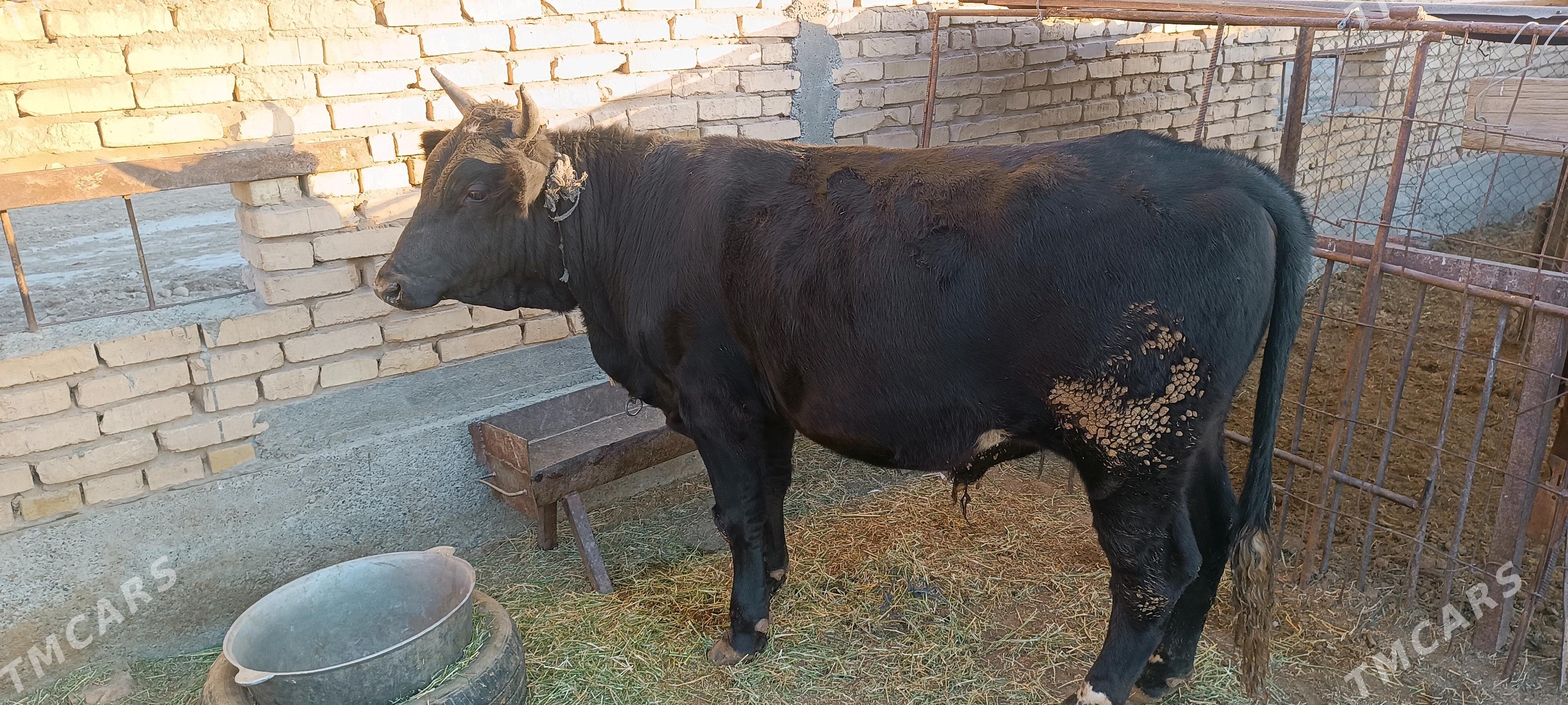 BakylanÖküz - Kaka - img 1