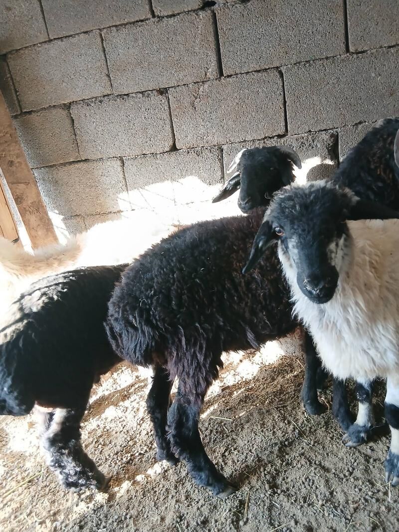 Goyun Garkol - Garadamak Şor - img 6