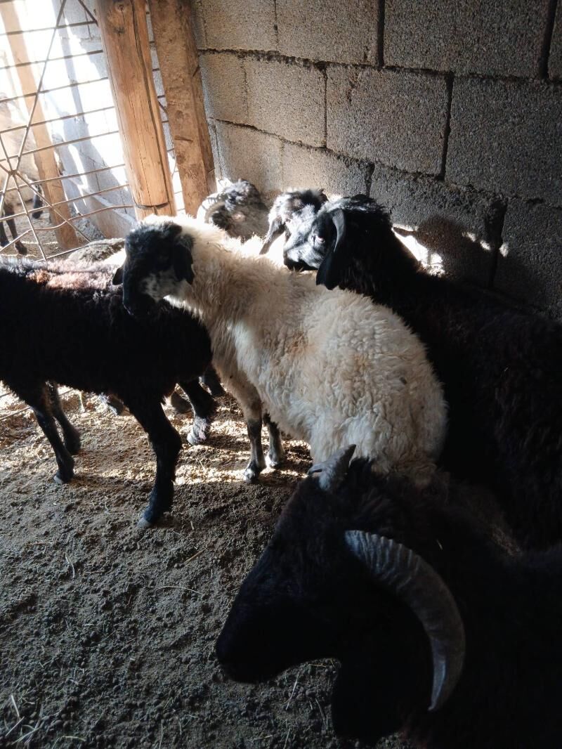 Goyun Garkol - Garadamak Şor - img 4