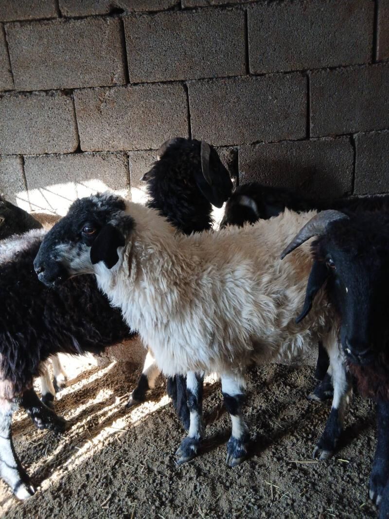 Goyun Garkol - Garadamak Şor - img 3