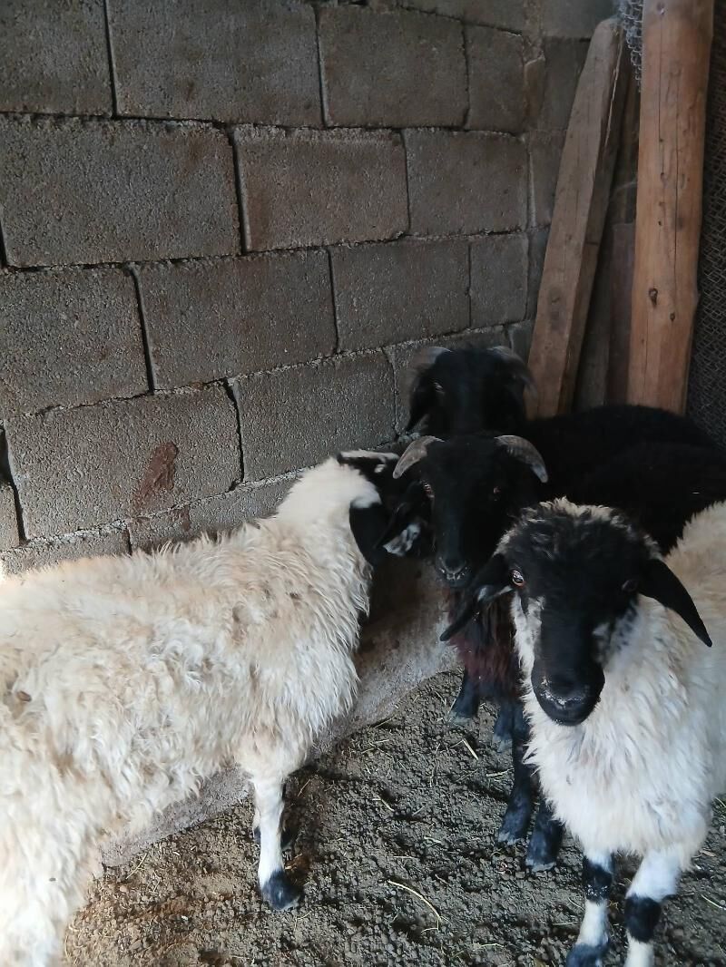 Goyun Garkol - Garadamak Şor - img 8