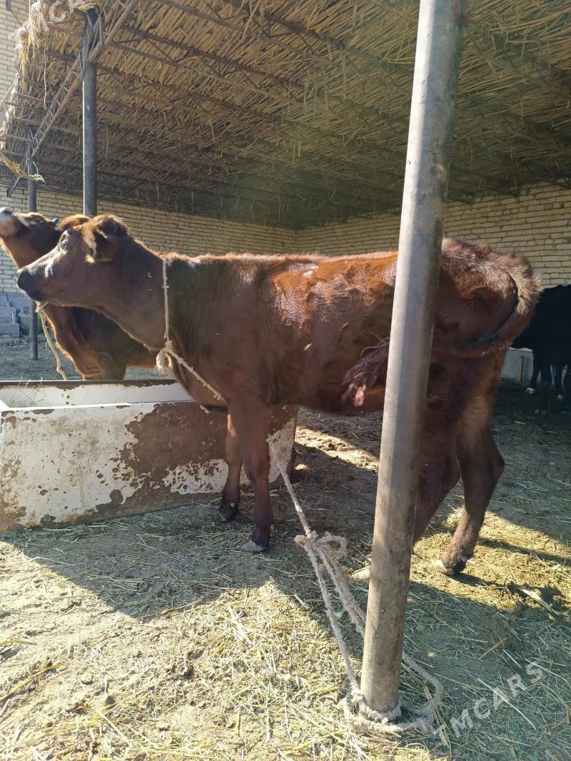 unajynlar - Çärjew - img 9