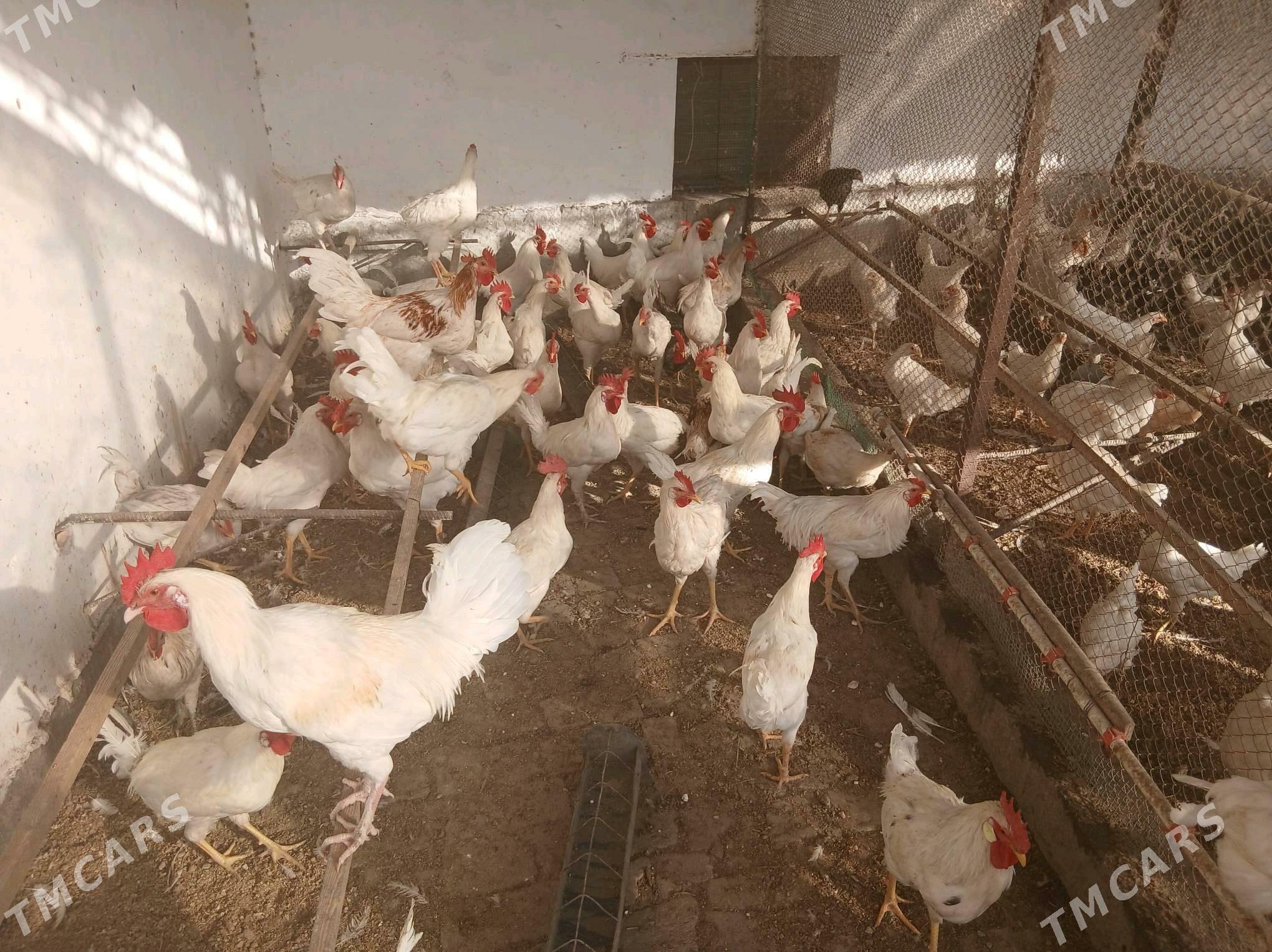 Horazlar - Чарджоу - img 2