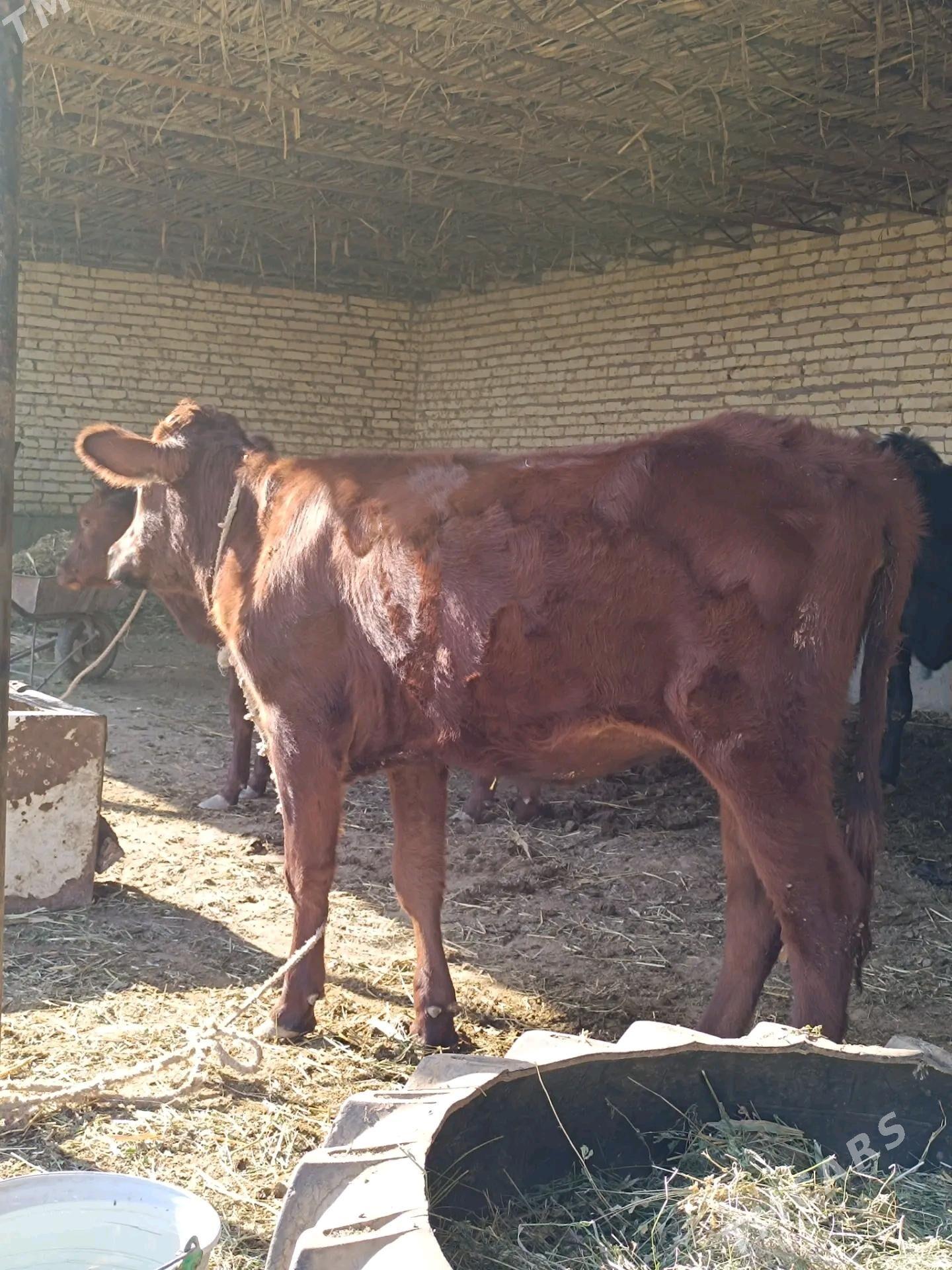 unajynlar - Çärjew - img 3